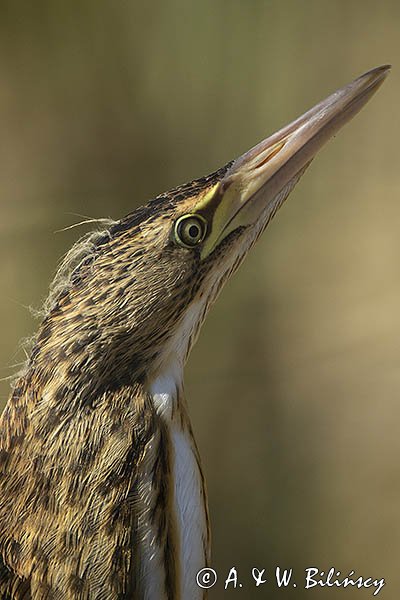 Bączek, Ixobrychus minutus, młodociany