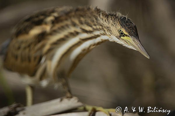 Bączek, Ixobrychus minutus, młodociany