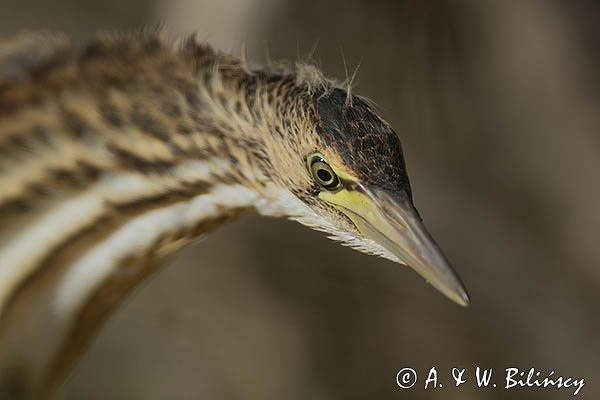 Bączek, Ixobrychus minutus, młodociany