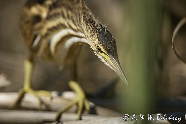 Bączek, Ixobrychus minutus, młodociany