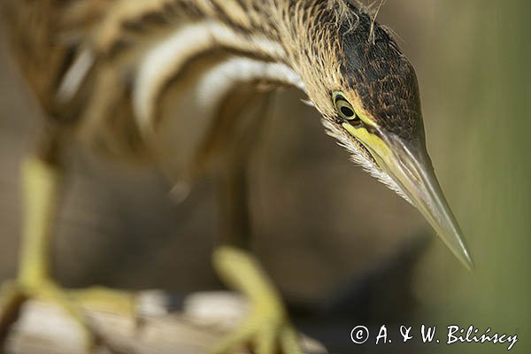 Bączek, Ixobrychus minutus, młodociany