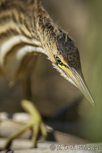 Bączek, Ixobrychus minutus, młodociany