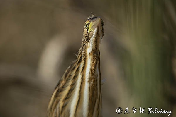 Bączek, Ixobrychus minutus, młodociany