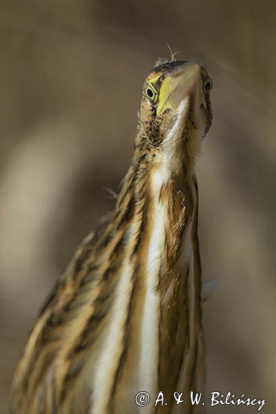 Bączek, Ixobrychus minutus, młodociany