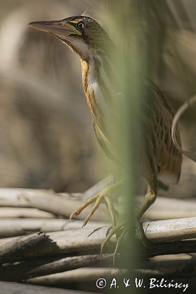 Bączek, Ixobrychus minutus, młodociany