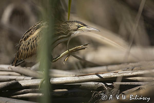 Bączek, Ixobrychus minutus, młodociany