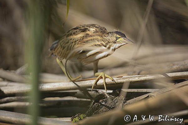 Bączek, Ixobrychus minutus, młodociany