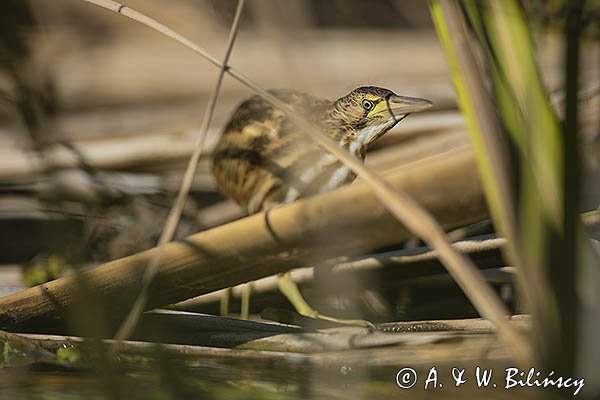 Bączek, Ixobrychus minutus, młodociany