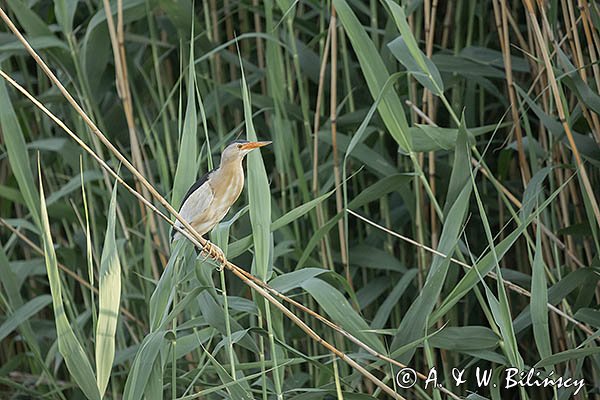 Bączek, Ixobrychus minutus, samiec
