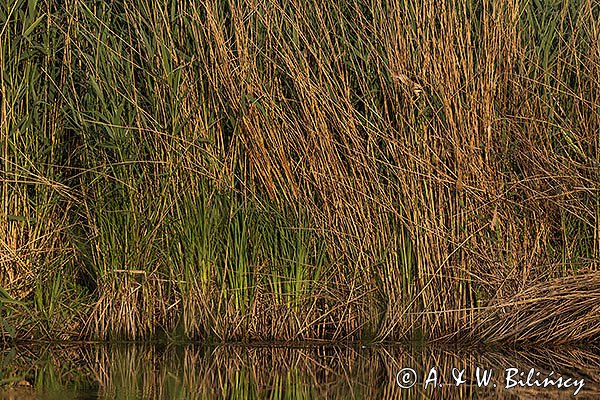 Bączek, Ixobrychus minutus, samiec