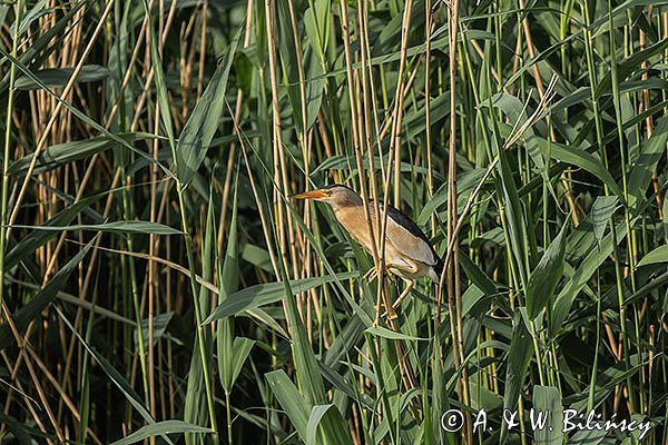 Bączek, Ixobrychus minutus, samiec