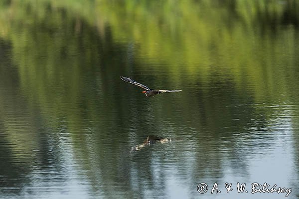 Bączek, Ixobrychus minutus, samiec