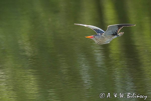 Bączek, Ixobrychus minutus, samiec