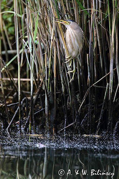 Bączek, Ixobrychus minutus, samica