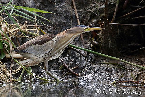 Bączek, Ixobrychus minutus, samica