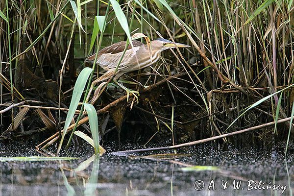 Bączek, Ixobrychus minutus, samica