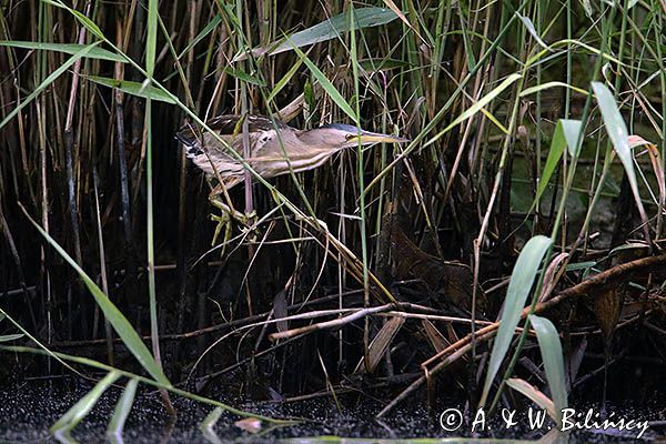 Bączek, Ixobrychus minutus, samica