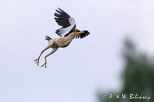 Bączek, Ixobrychus minutus