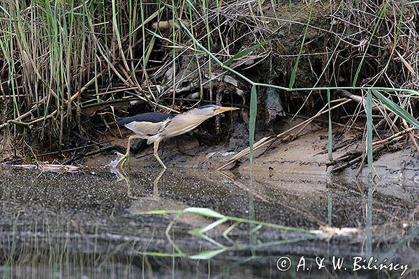 Bączek, Ixobrychus minutus, samiec