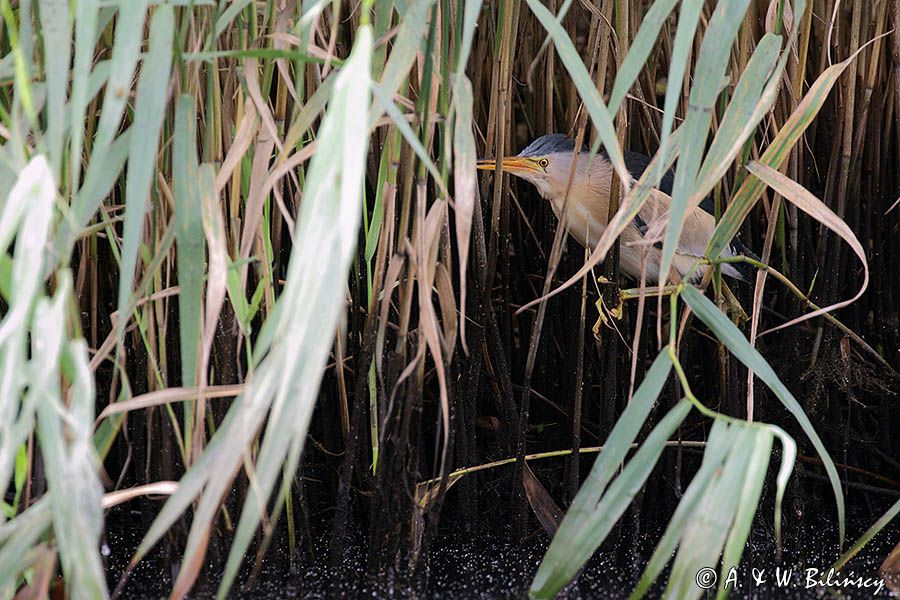 Bączek, Ixobrychus minutus