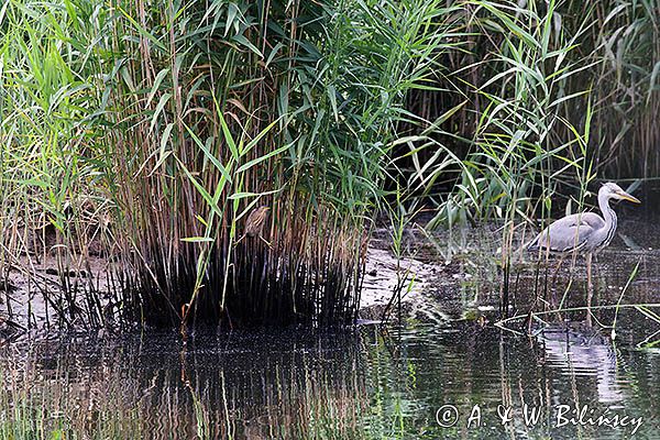 Bączek, Ixobrychus minutus i czapla siwa, Ardea cinerea