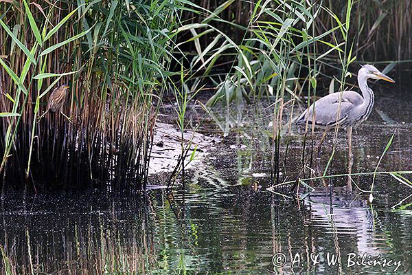 Bączek, Ixobrychus minutus i czapla siwa, Ardea cinerea