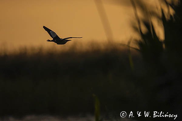 Bączek, Ixobrychus minutus, samiec