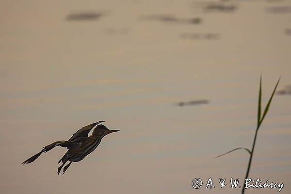 Bączek, Ixobrychus minutus, sylwetka