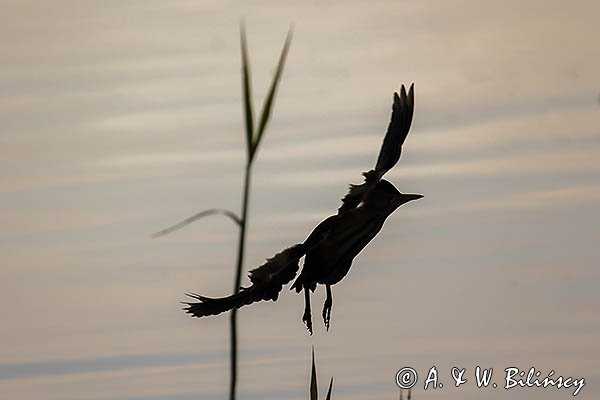 Bączek, Ixobrychus minutus, sylwetka