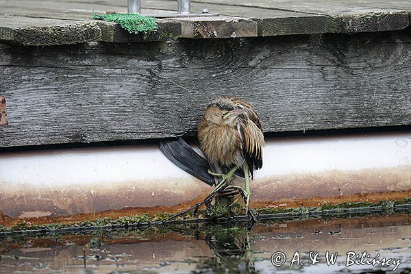 Bączek, Ixobrychus minutus, młodociany