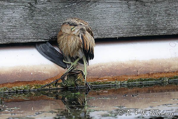 Bączek, Ixobrychus minutus, młodociany