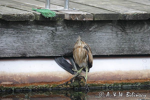 Bączek, Ixobrychus minutus, młodociany