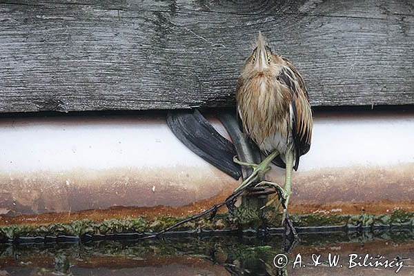 Bączek, Ixobrychus minutus, młodociany