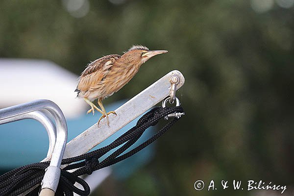 Bączek, Ixobrychus minutus, młodociany