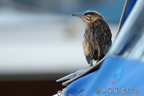 Bączek, Ixobrychus minutus, młodociany