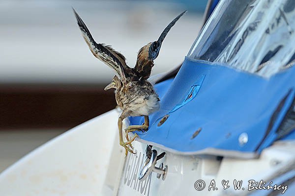 Bączek, Ixobrychus minutus, młodociany