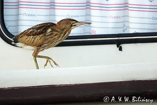 Bączek, Ixobrychus minutus, młodociany