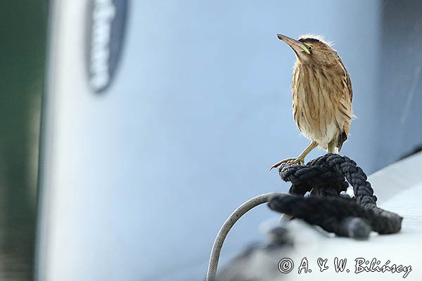Bączek, Ixobrychus minutus, młodociany