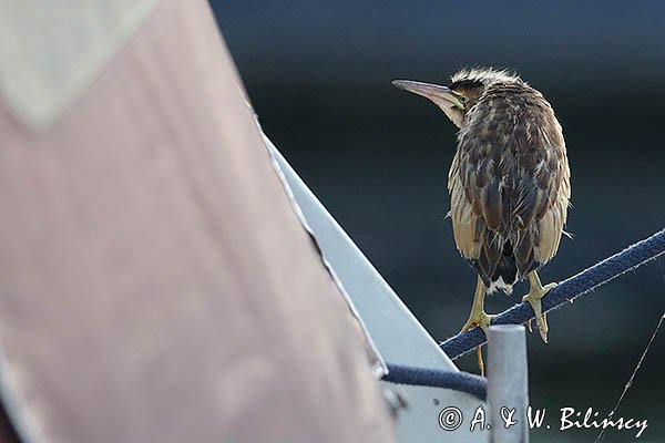 Bączek, Ixobrychus minutus, młodociany