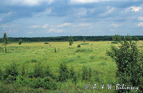 Biebrzański Park Narodowy bagna biebrzańskie