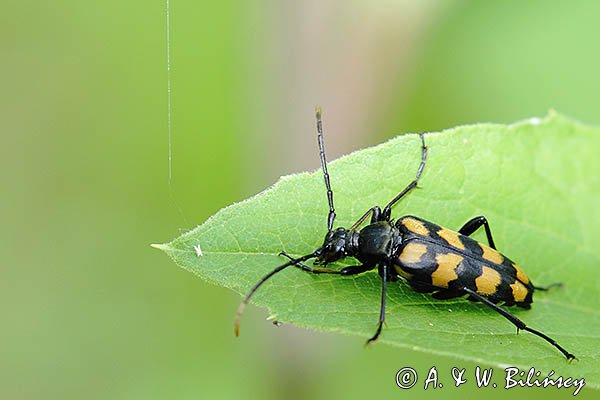 Baldurek pręgowany, pętlak czteropaskowy, Leptura quadrifasciata