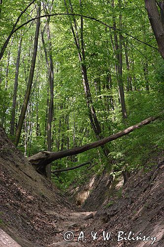 Bałtów, wąwóz z tropem dinozaura