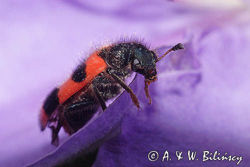 Barciel pszczołowiec Trichodes apiarius)