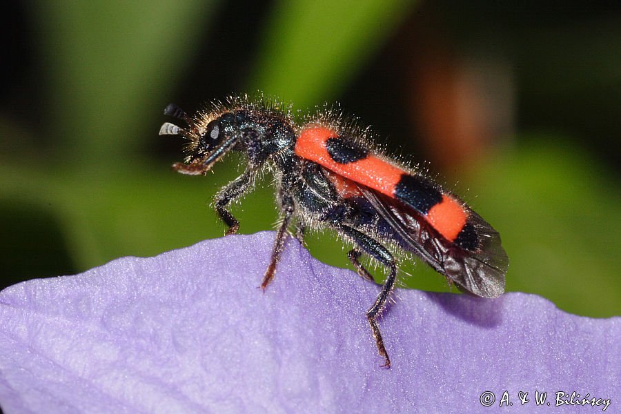 Barciel pszczołowiec Trichodes apiarius)