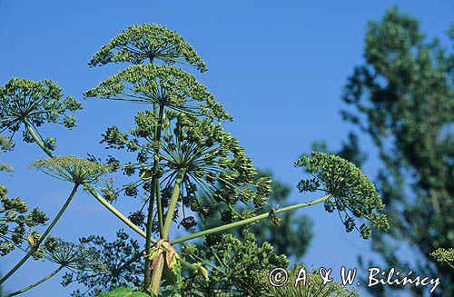 Barszcz Sosnowskiego Heracleum sosnowskyi)