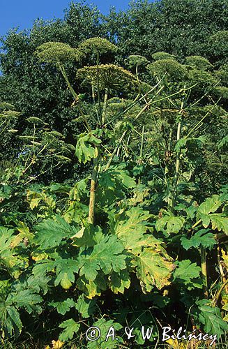 Barszcz Sosnowskiego Heracleum sosnowskyi)