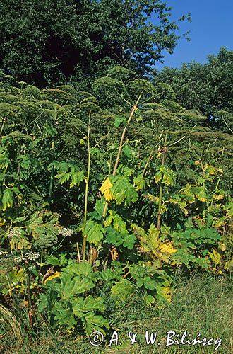 Barszcz Sosnowskiego Heracleum sosnowskyi)