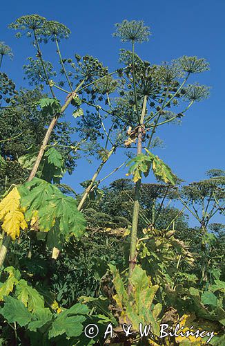 Barszcz Sosnowskiego Heracleum sosnowskyi)