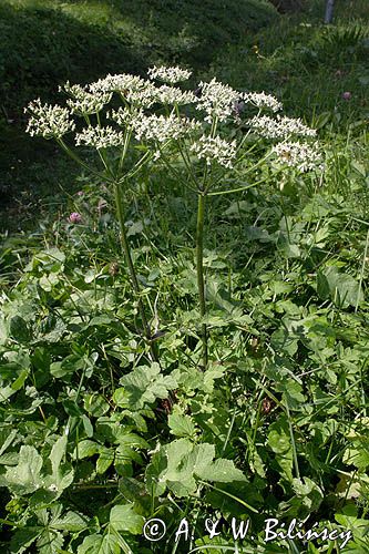 barszcz zwyczajny heracleum sphondylium)