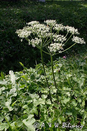 barszcz zwyczajny heracleum sphondylium)